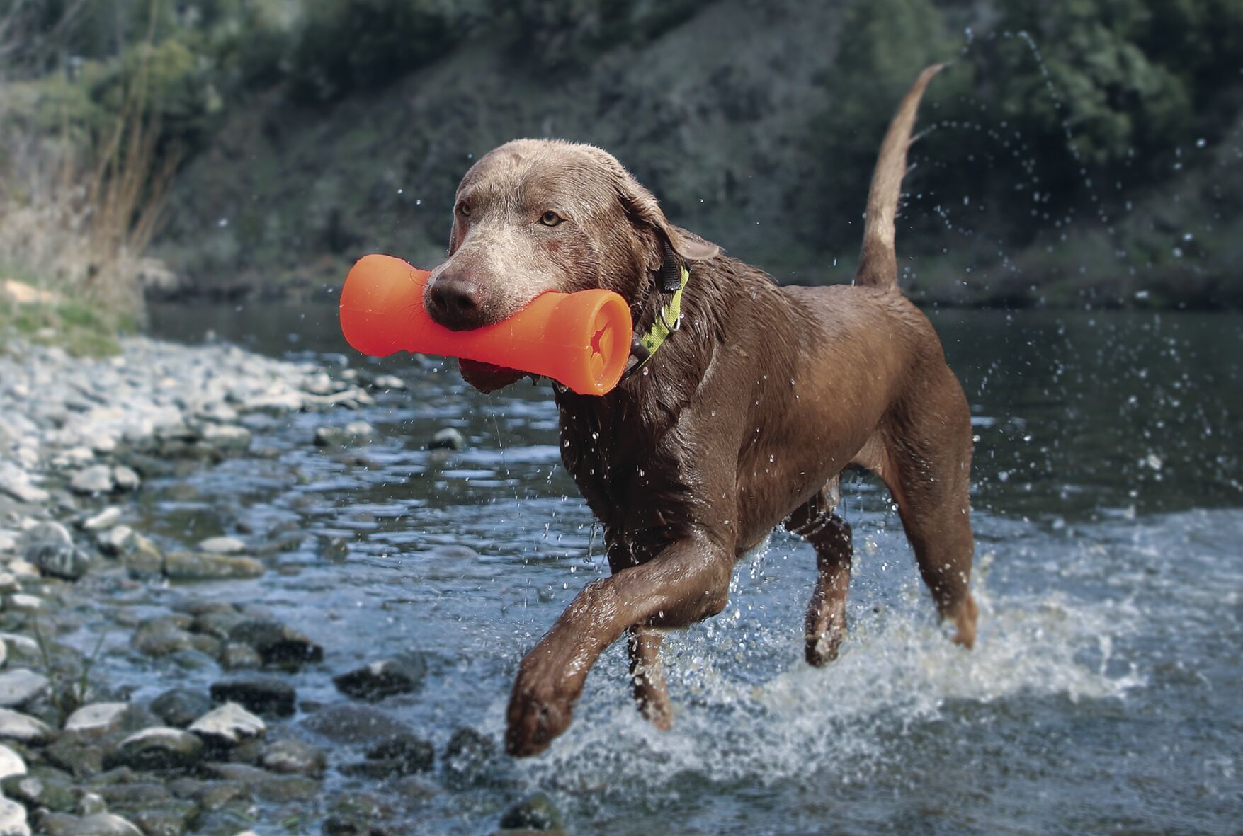 ECRuffDawgCrinkit.jpg